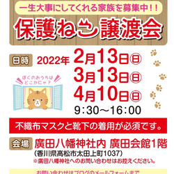 保護猫室内譲渡会