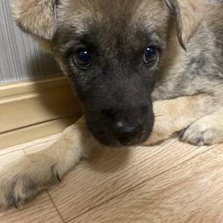 ポエムの家族を探してます 神奈川県 犬の里親募集 ペットのおうち 月間利用者150万人