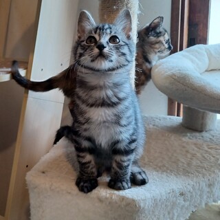 ゴロスリ！シルバータビーの男の子３カ月。