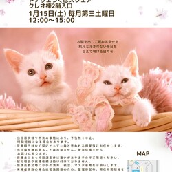 猫の譲渡会