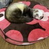 リィカ