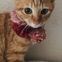 超スリゴロ甘えん坊2.5カ月男の子