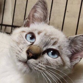 ☆トライアル予定☆マイペース シェリーくん♂