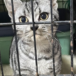 アメショウ似4ヶ月男の子