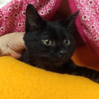 黒猫男の子　里親さん決定!!