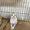 素敵なご家族と出会えました♡大福ちゃん サムネイル2