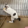 素敵なご家族と出会えました♡大福ちゃん サムネイル3