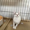 素敵なご家族と出会えました♡大福ちゃん サムネイル5