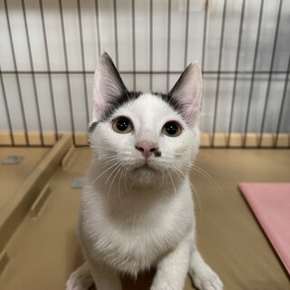 素敵な里親様と出会えました♡ちびちび君