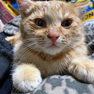 茶トラ♂️子猫 里親募集中!!
