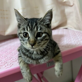 つぶらな瞳のゾーイ