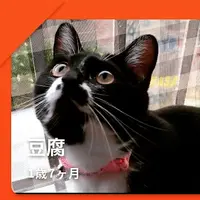 とうふ
