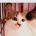 まん丸子猫えのきちゃん