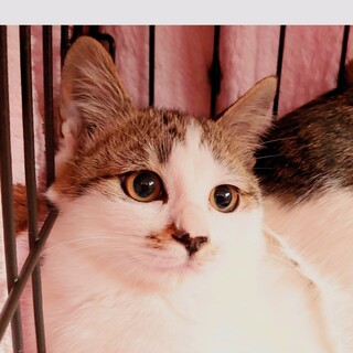 まん丸子猫えのきちゃん