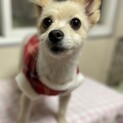ポメラニアンの女の子里親募集します❗️