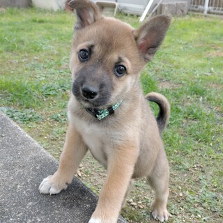 柴風甘えん坊☆サン太君　２ヶ月