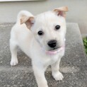 懐っこくて感情豊か♡そらちゃん　1ヶ月半