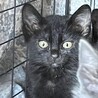 スモーキーブラック子猫に温かいお家を サムネイル2