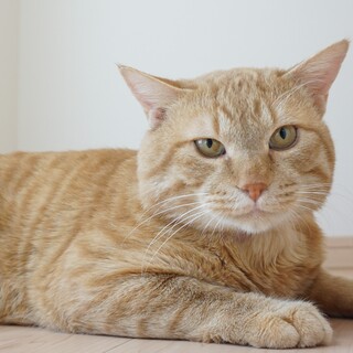 甘えん坊、人馴れOKな保護ねこ『きい太』