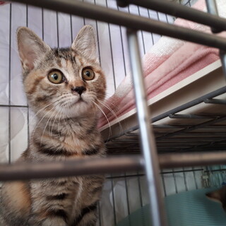 めちゃくちゃ可愛いむぎわら子猫♀すず