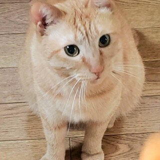 大きな茶トラ超ビビリ、世話好きな僕のおうち募集！