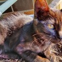 小さな黒猫ちゃんです！
