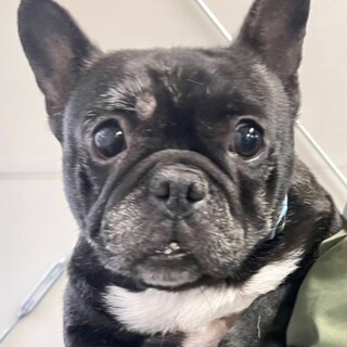 21-W889　とっても大人しいブヒちゃんです。