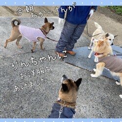 ちょっとブルーなEdワンコ