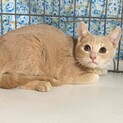 マンチカン　ブラウンの毛色がきれいな子  4か月