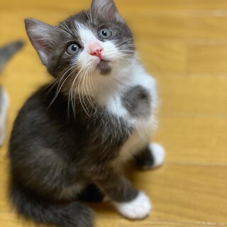 胸にダイヤマークのフィガロくん