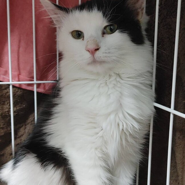 モサミナ4のカバー写真