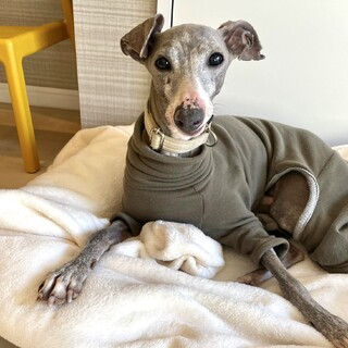 優しいイタグレの男の子チェロくん