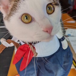 「トラ男」サムネイル2