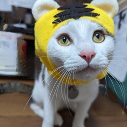 「トラ男」サムネイル3