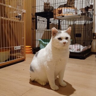 人にも猫にも穏やかシニア猫デニスくん