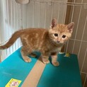 かわいい茶トラ君（募集一時停止）