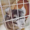 チンチラ スタンダードグレー  雌 サムネイル2