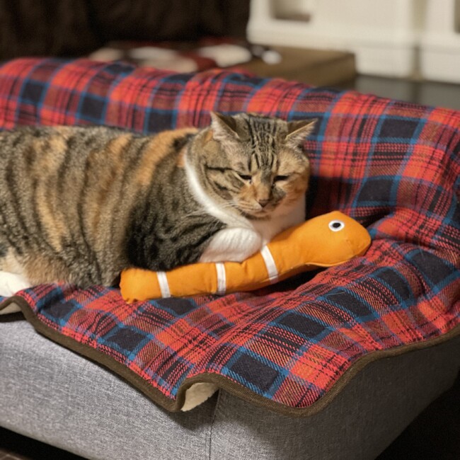 日出郎のカバー写真