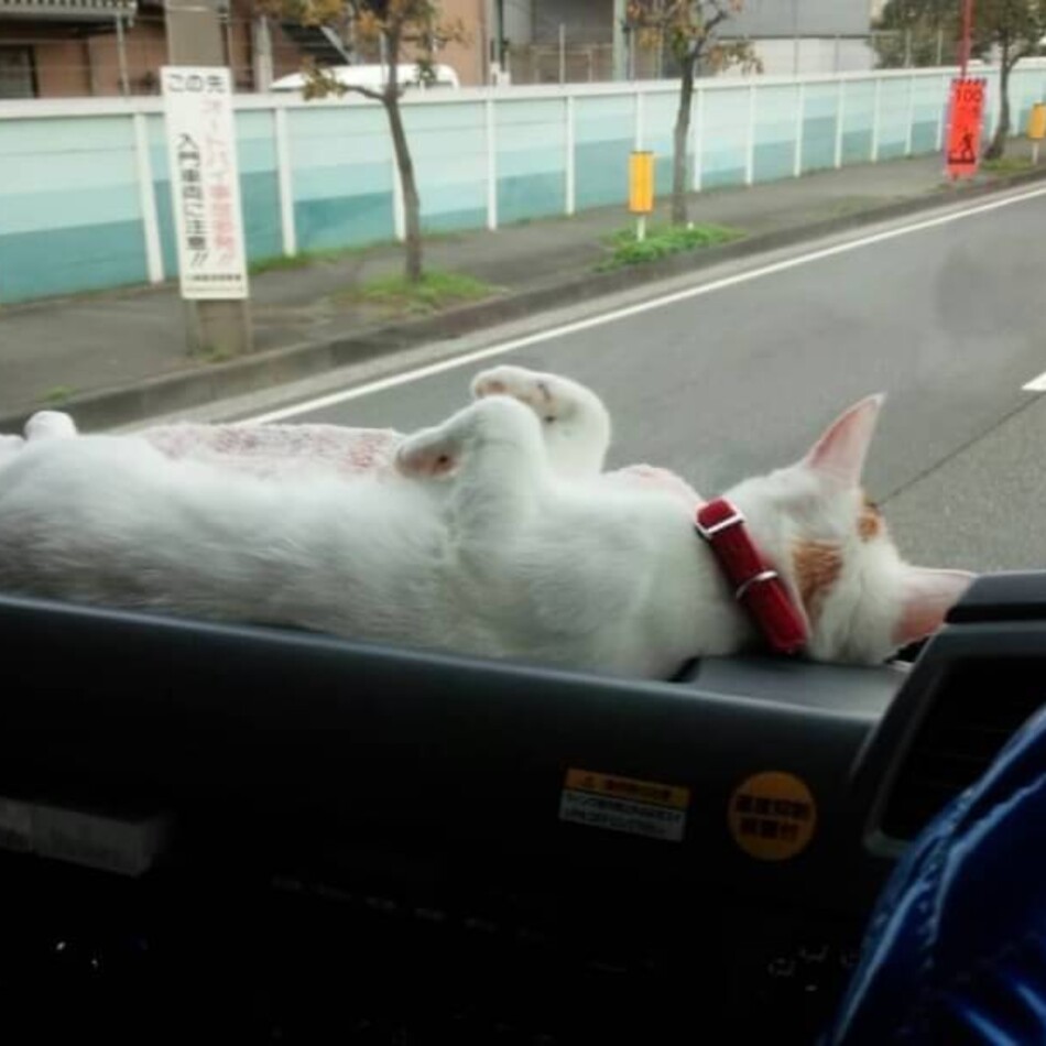 モモのカバー写真