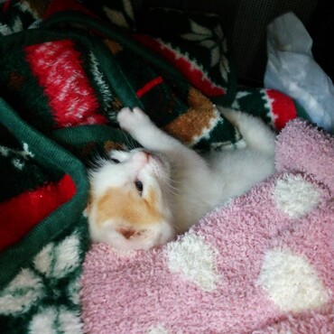 モモ。ココの分まで頑張ってる♡