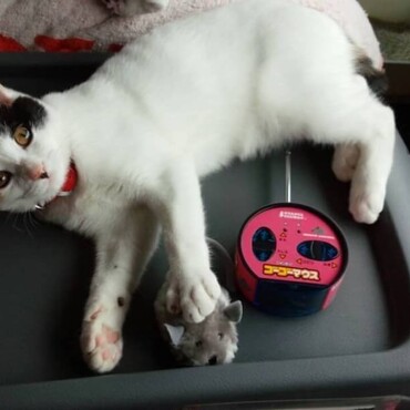 あ！行ってらっしゃい♡あたちはこれで遊んでるね