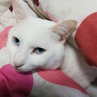 仲良しの2匹の猫ちゃん【アメショ・日本猫】