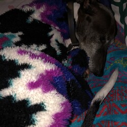 ベット　あったか〜い