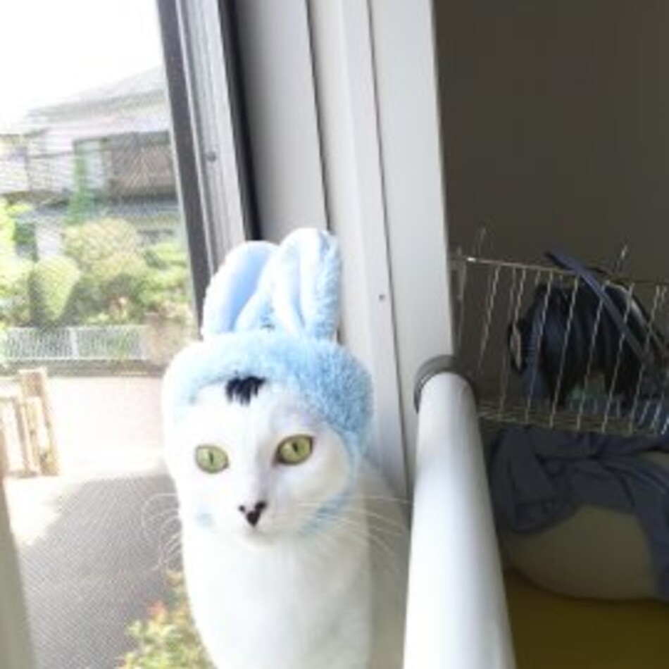 サラのカバー写真