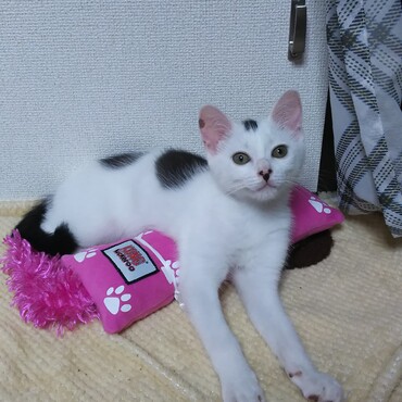 お腹の虫はもういないでちゅよ❗