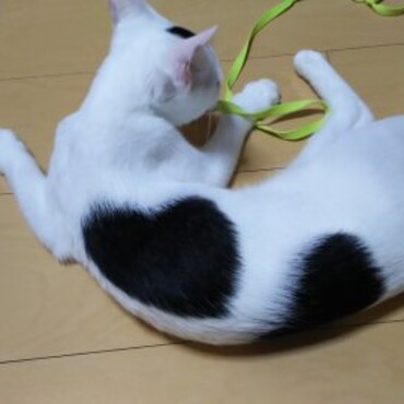 ♡の持ち主なの