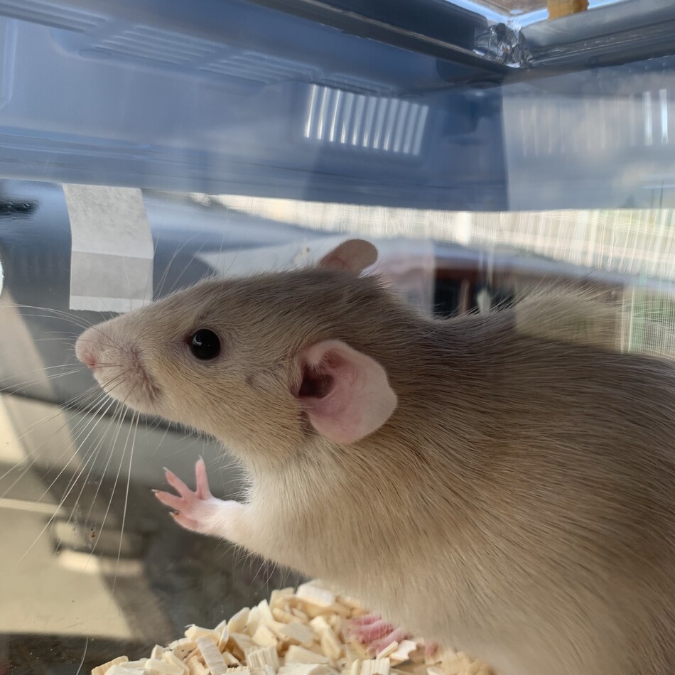 おまめのカバー写真
