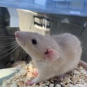 ファンシーラット♂里親様 募集