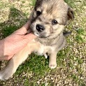 里親さま決まりました☆