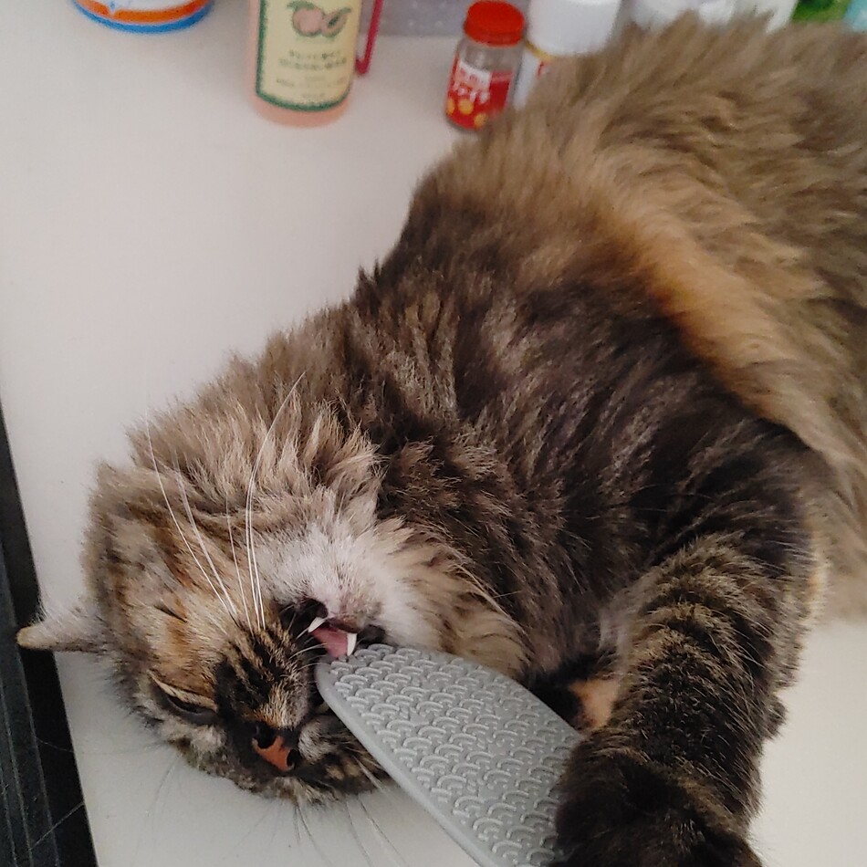 ミラのカバー写真